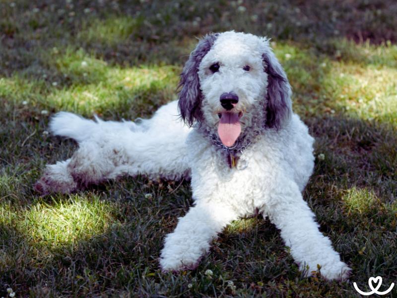 Psi-plemeno-bernedoodle (8)